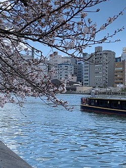 桜〜